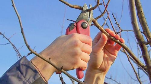 Как обрезать яблоню, чтобы не росла вверх. Все об обрезке яблонь