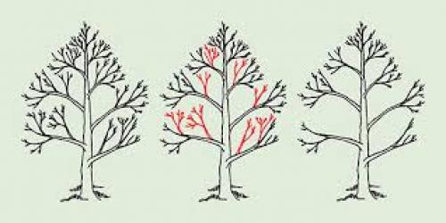 Обрезка яблонь и груш осенью. Сроки обрезки яблонь и груш осенью, виды обрезки