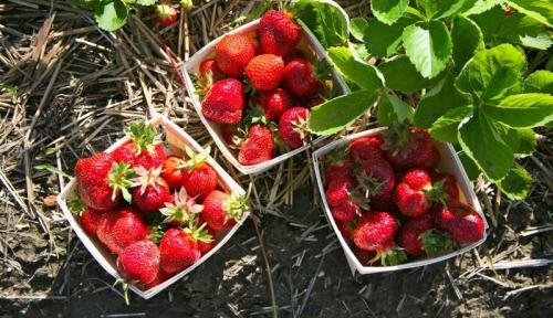 Что категорически нельзя делать с клубникой в сентябре 05 Что категорически нельзя делать с клубникой в сентябре 05