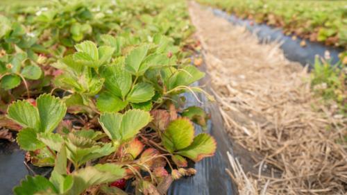 Даже не думайте делать это с клубникой в сентябре. Что нельзя делать с клубникой в сентябре: одно действие уничтожит урожай