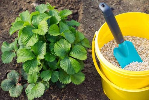 Даже не думайте делать это с клубникой в сентябре. Что нельзя делать с клубникой в сентябре: одно действие уничтожит урожай