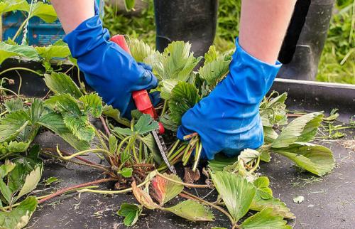 Даже не думайте делать это с клубникой в сентябре. Что нельзя делать с клубникой в сентябре: одно действие уничтожит урожай