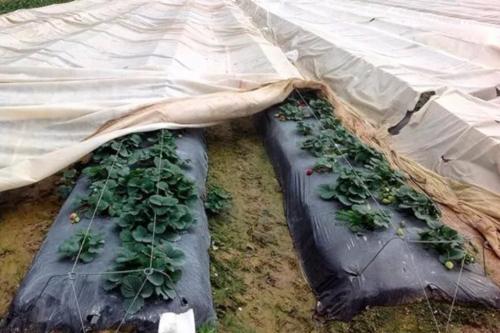 Даже не думайте делать это с клубникой в сентябре. Что нельзя делать с клубникой в сентябре: одно действие уничтожит урожай