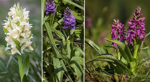 Северная орхидея пальчатокоренник мясо-красный. Пальчатокоренник мясо-красный 02