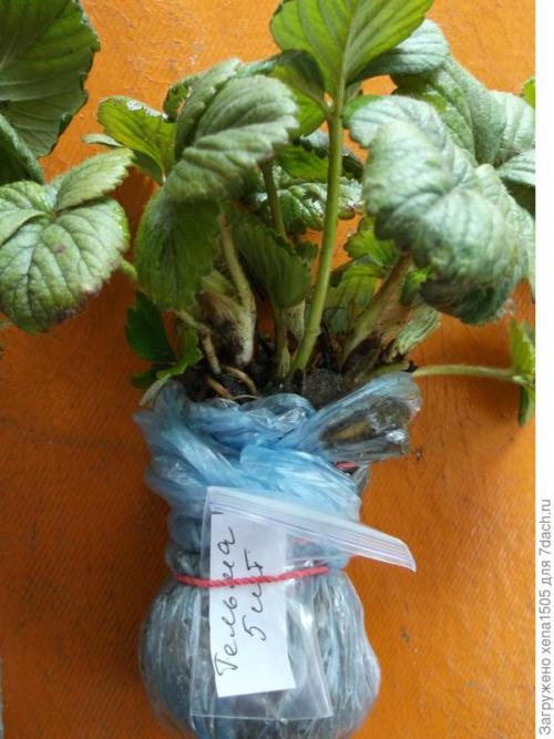 Можно ли пересаживать землянику весной, и если да то как это сделать. Как выбрать весеннюю рассаду садовой земляники и подготовить ее к пересадке