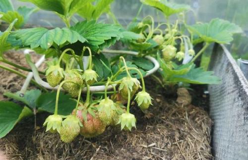 Весенний уход за земляникой садовой: полное руководство для садоводов 02 Весенний уход за земляникой садовой: полное руководство для садоводов 02