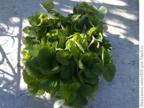 Можно ли пересаживать землянику весной, и если да то как это сделать. Как выбрать весеннюю рассаду садовой земляники и подготовить ее к пересадке