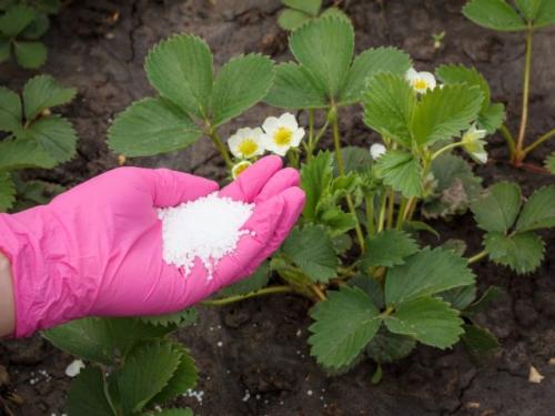 Какие основные отличия в уходе за ремонтантной земляникой по сравнению с обычной. Почему ремонтантную землянику называют клубникой нейтрального дня?