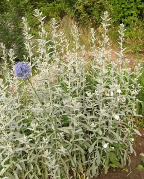 Виды полыни и их декоративные особенности. Виды и сорта полыни 03