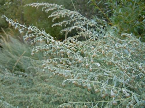 Полынь серебристая. Описание растения