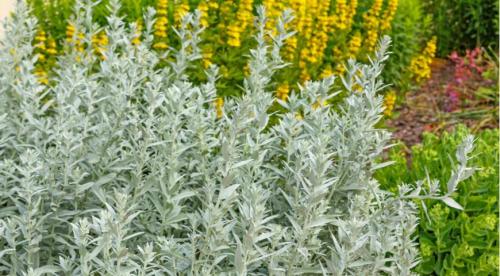Виды полыни и их декоративные особенности. Виды и сорта полыни 18