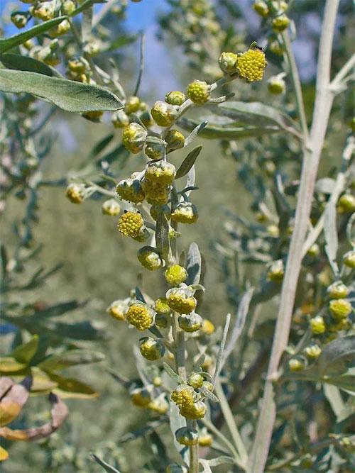 Полынь серебристая. Описание растения