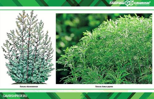 Виды полыни и их декоративные особенности. Виды и сорта полыни 08