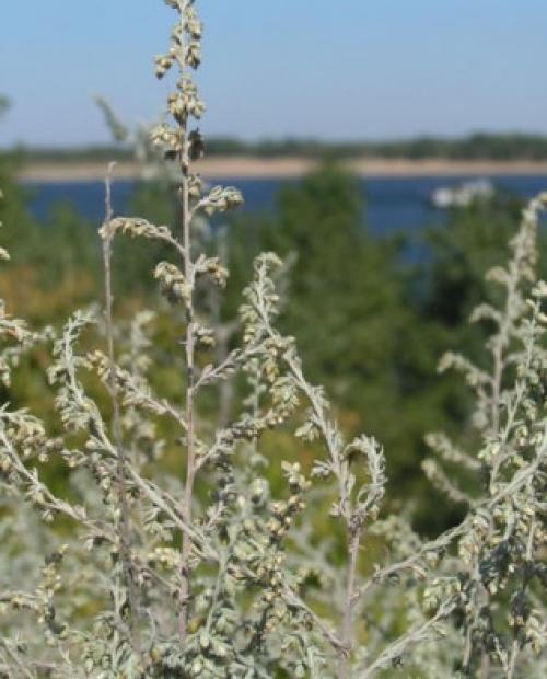 Виды полыни и их декоративные особенности. Виды и сорта полыни 05