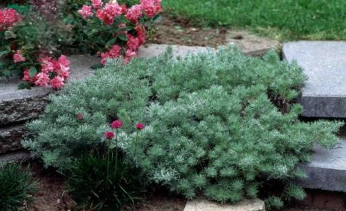 Виды полыни и их декоративные особенности. Виды и сорта полыни 01