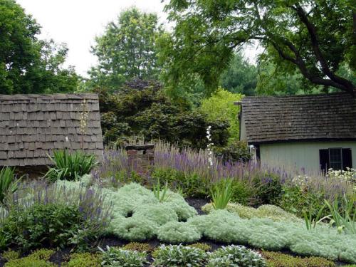 Полынь серебристая. Описание растения