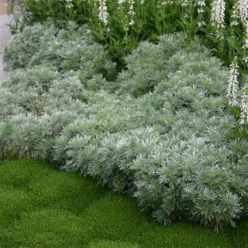 Полынь серебристая. Описание растения