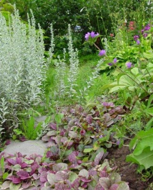 Виды полыни и их декоративные особенности. Виды и сорта полыни 04