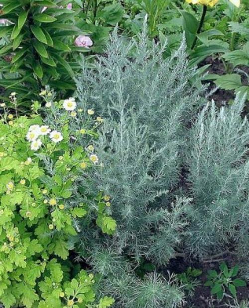 Виды полыни и их декоративные особенности. Виды и сорта полыни 02