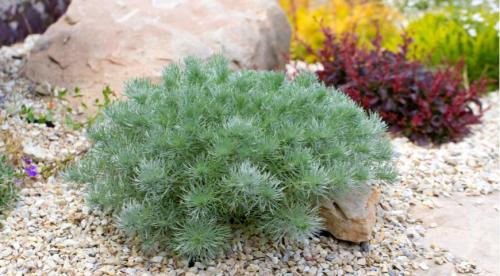 Виды полыни и их декоративные особенности. Виды и сорта полыни 17