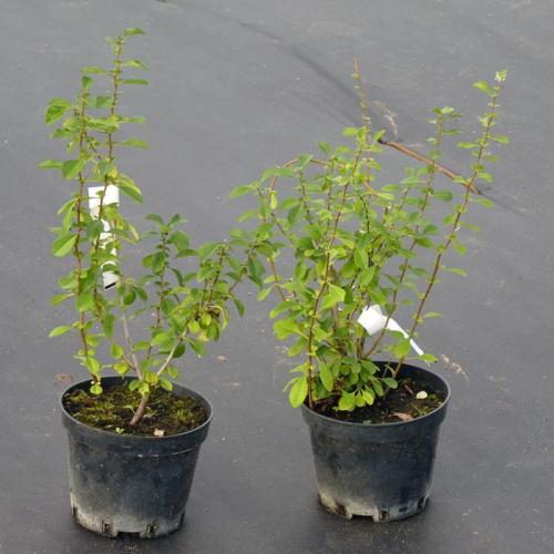 Пересадка взрослой айвы японской осенью. Уход за посадками 08