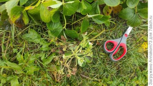 Как подготовить ремонтантную клубнику и землянику к зиме. Подготовка к зимовке ремонтантной земляники