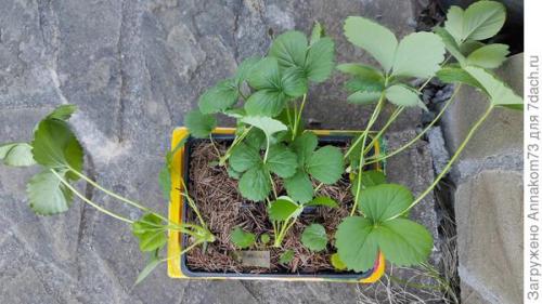 Как подготовить ремонтантную клубнику и землянику к зиме. Подготовка к зимовке ремонтантной земляники