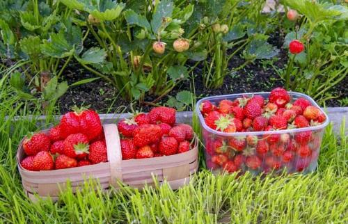 Осенний уход за ремонтантной клубникой и земляникой.. Что делать с ремонтантной клубникой осенью?