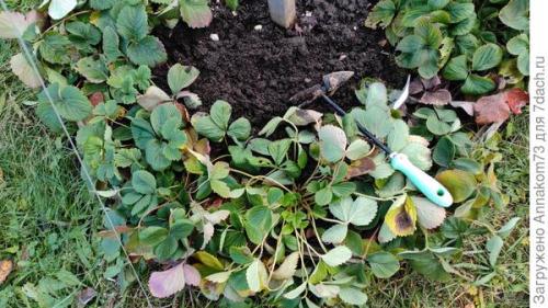 Как подготовить ремонтантную клубнику и землянику к зиме. Подготовка к зимовке ремонтантной земляники