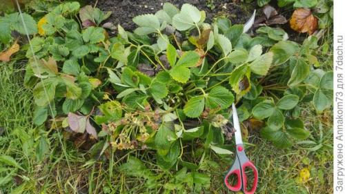 Как подготовить ремонтантную клубнику и землянику к зиме. Подготовка к зимовке ремонтантной земляники