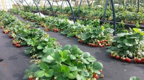 Можно ли пересаживать ремонтантную клубнику и землянику осенью. Выращивание ремонтантной клубники и земляники