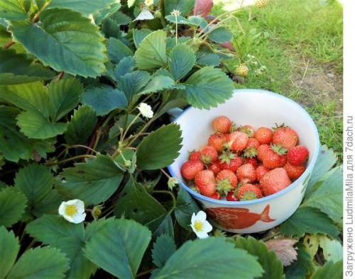 Какой грунт лучше использовать для ремонтантной клубники и земляники осенью. Клубника ремонтантная. Секреты по выращиванию и сохранению урожая