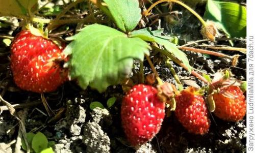 Какой грунт лучше использовать для ремонтантной клубники и земляники осенью. Клубника ремонтантная. Секреты по выращиванию и сохранению урожая