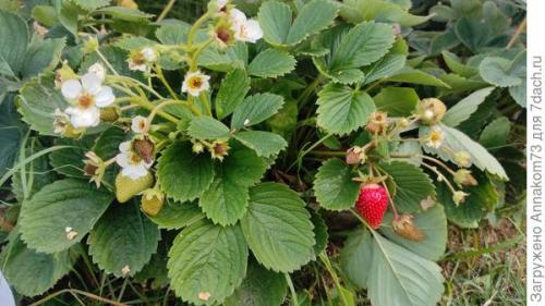 Как подготовить ремонтантную клубнику и землянику к зиме. Подготовка к зимовке ремонтантной земляники