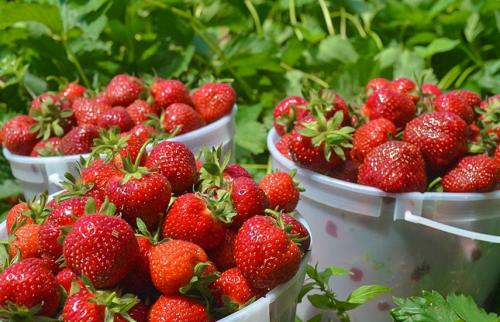 Осенний уход за ремонтантной клубникой и земляникой.. Что делать с ремонтантной клубникой осенью?