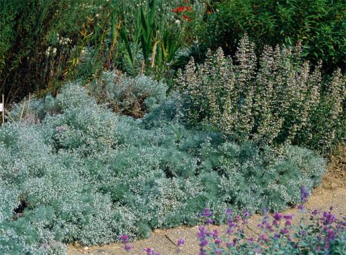 Где растет горькая полынь. Описание растения