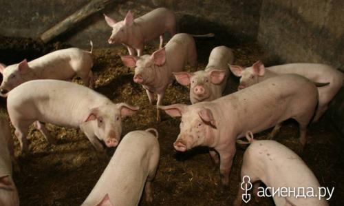 Свиной навоз для картофеля. Годится ли свиной навоз на роль удобрения?