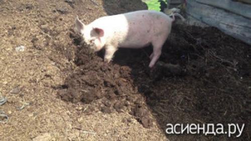 Свиной навоз для картофеля. Годится ли свиной навоз на роль удобрения?