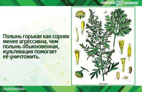 Где растет полынь горькая. Описание лекарственного растения 01 Где растет полынь горькая. Описание лекарственного растения 01
