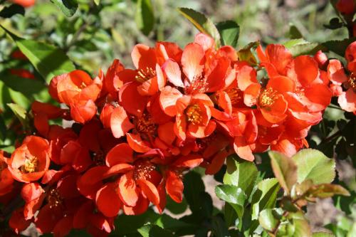 Айва хеномелес. Айва японская, или Хеномелес: особенности выращивания