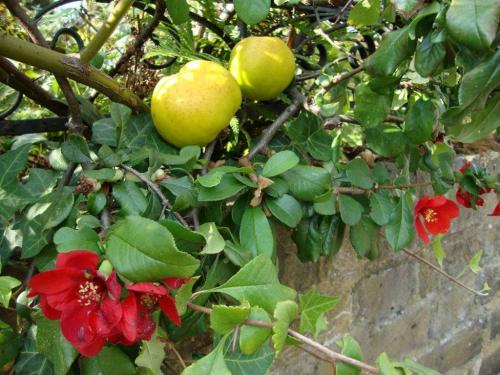 Айва хеномелес. Айва японская, или Хеномелес: особенности выращивания