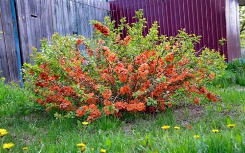 Как пересадить айву летом. Посадка в открытый грунт и уход 04 Как пересадить айву летом. Посадка в открытый грунт и уход 04