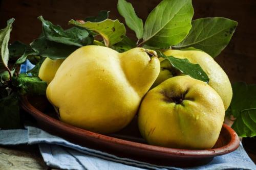 Айва хеномелес. Айва японская, или Хеномелес: особенности выращивания