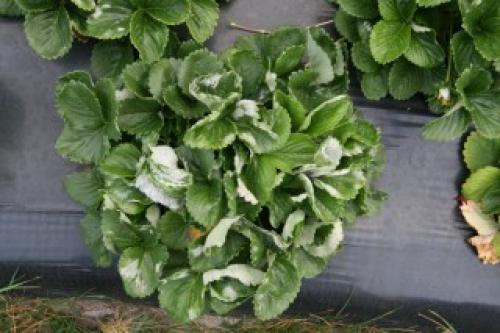 Как защитить ремонтантную землянику от вредителей и болезней в осенний период. Болезни ремонтантной земляники