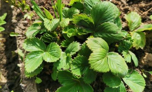 Особенности ухода за ремонтантной земляникой в августе и осени 03 Особенности ухода за ремонтантной земляникой в августе и осени 03