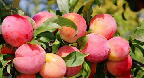 Алыча желтая польза. Польза алычи: обзор витаминов, минералов и полезных веществ в составе фрукта. 130 фото алычи и видео описание приготовления варенья и блюд с алычой