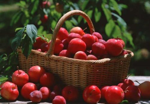 Алыча желтая польза. Польза алычи: обзор витаминов, минералов и полезных веществ в составе фрукта. 130 фото алычи и видео описание приготовления варенья и блюд с алычой