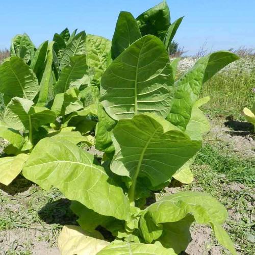 Как правильно сушить табак самосад. Когда нужно собирать урожай листьев