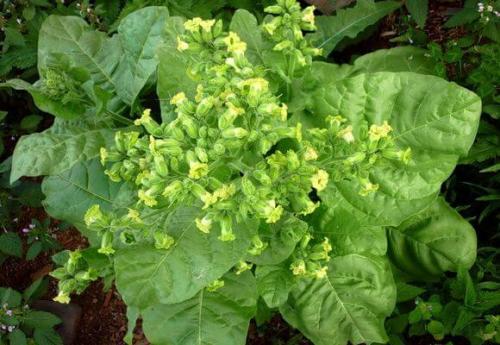 Как определить спелость табака. Уборка листьев табака, как узнать, что лист созрел 09 Как определить спелость табака. Уборка листьев табака, как узнать, что лист созрел 09