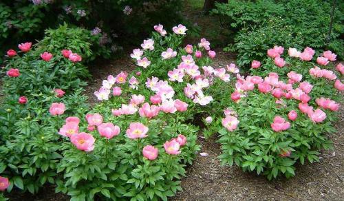 Лилии и пионы на клумбе. Принципы формирования цветника